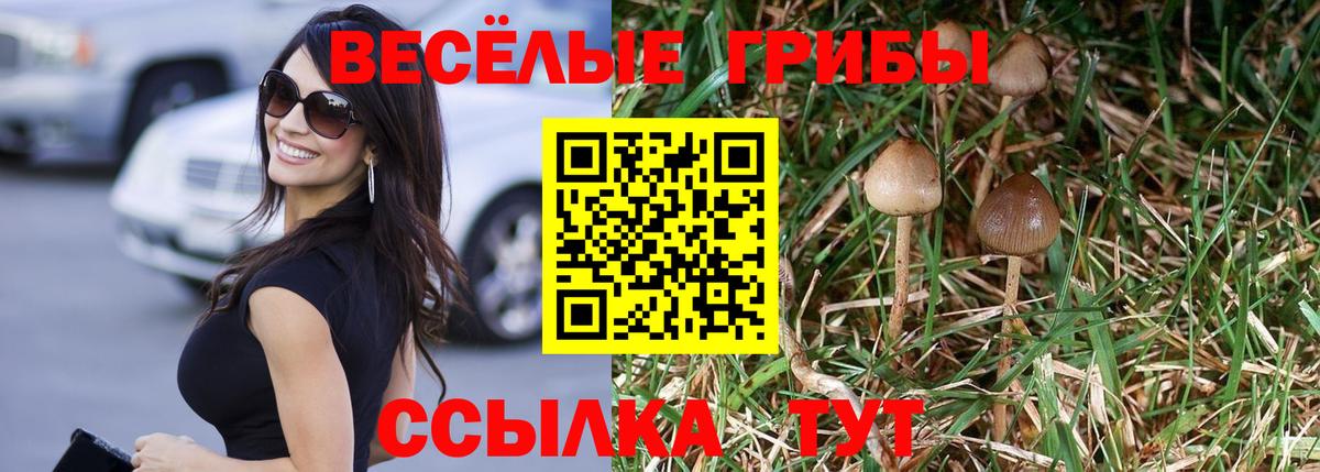 Псилоцибиновые грибы Psilocybine cubensis Сатка